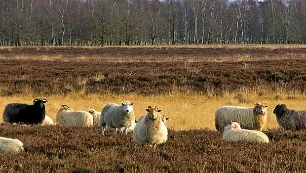 Afbeelding protest red de zorg