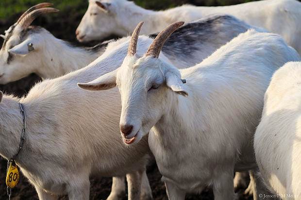 SP: geitenmoratorium handhaven