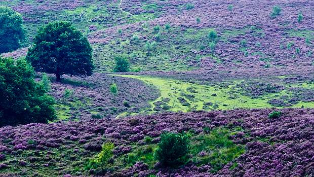 SP wil duidelijke keuzes vóór de natuur op de Veluwe
