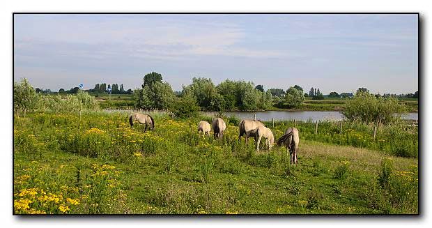 SP: maatregelen tegen vervuiling met dioxine