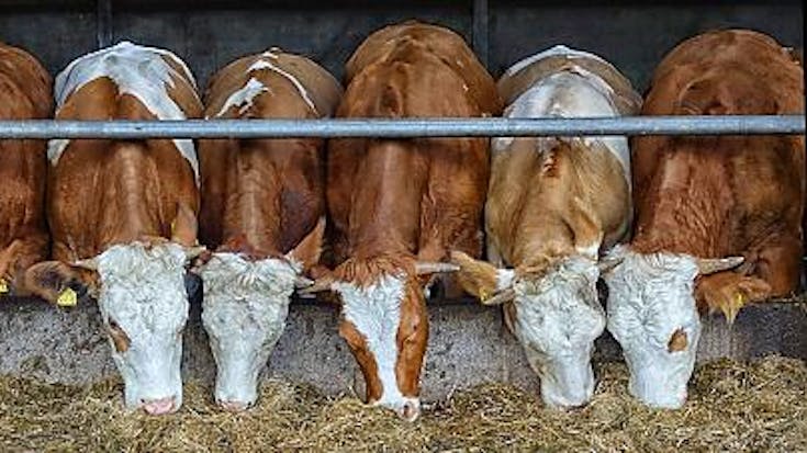 Fors verkleinen Gelderse veestapel onvermijdelijk