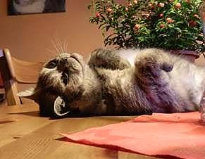 SP kater na nieuwjaarsreceptie