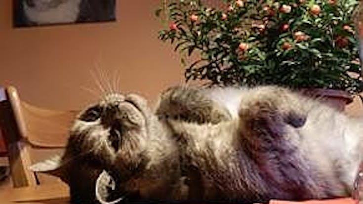 SP kater na nieuwjaarsreceptie