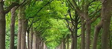 Ook college van B&amp;W wil geen bomenkap