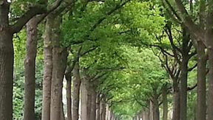 Ook college van B&W wil geen bomenkap