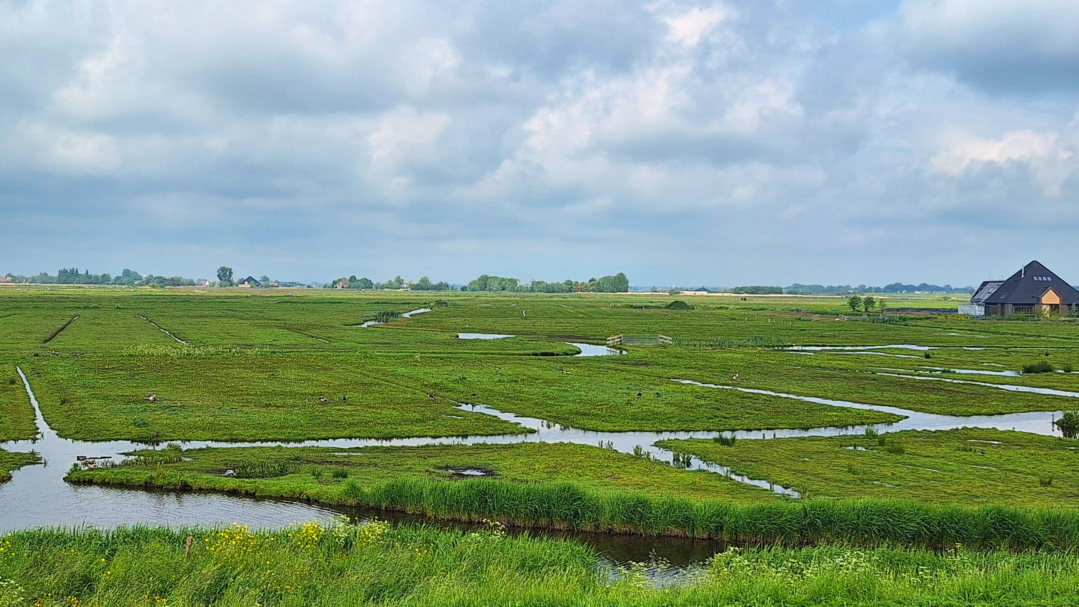 SP wil effectiever weidevogelbeheer in Noord-Holland