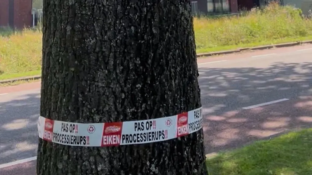 Afbeelding voor SP stelt vragen over overlast eikenprocessierups
