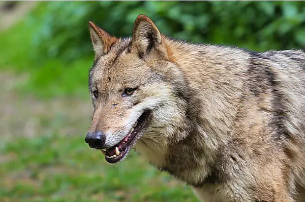 Wolf Bram buiten vergunning om gedood: Treurnis