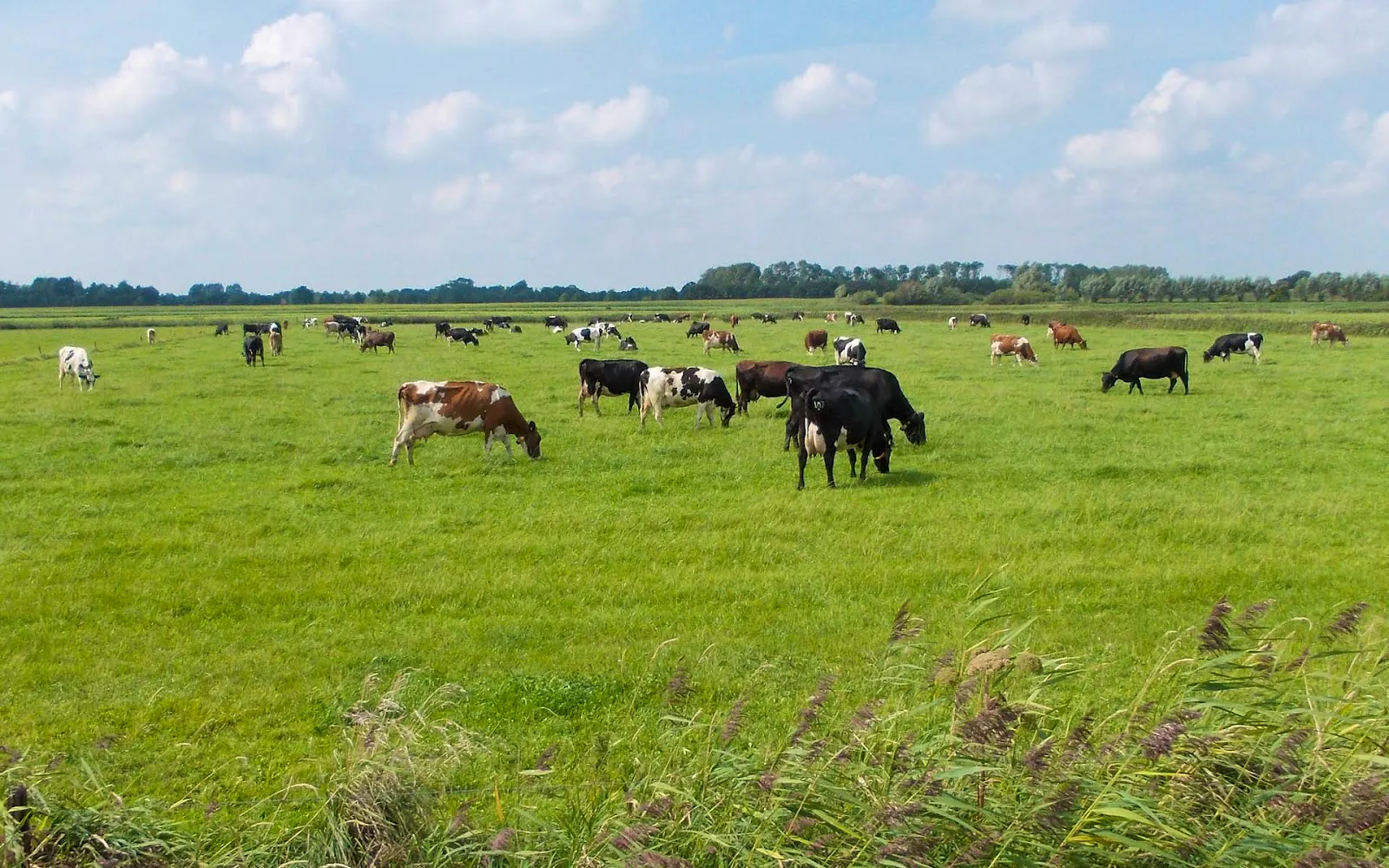 Motie aangenomen: dieren in weilanden beter beschermen tegen hitte