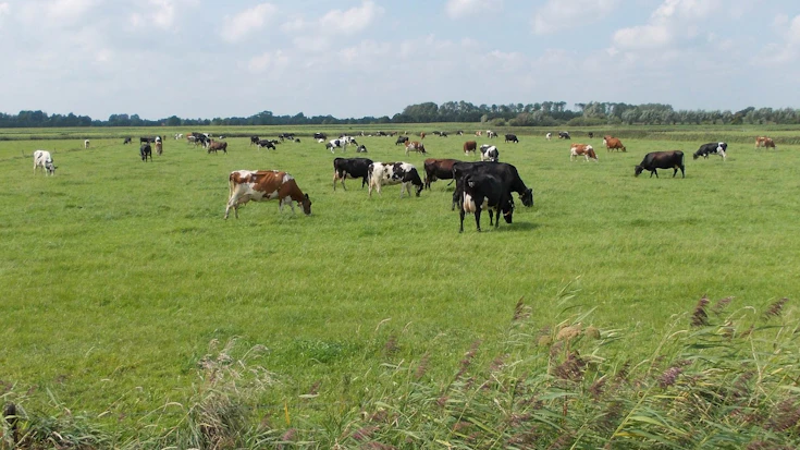 Motie aangenomen: dieren in weilanden beter beschermen tegen hitte