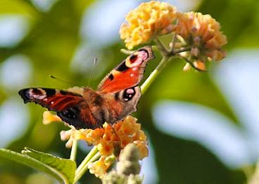 Afbeelding protest red de zorg