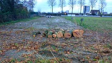 SP wil opheldering over illegale bomenkap in Benthuizen