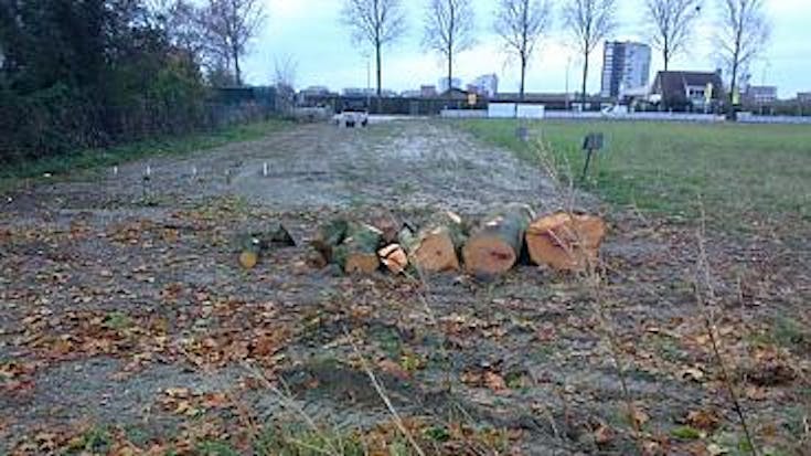 SP wil opheldering over illegale bomenkap in Benthuizen