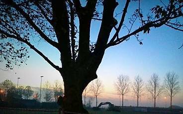 SP wil illegale bomenkap Benthuizen op de raadsagenda