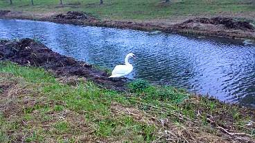 SP en GroenLinks willen duidelijkheid over beleid zwanendriften